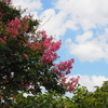 青空と百日紅