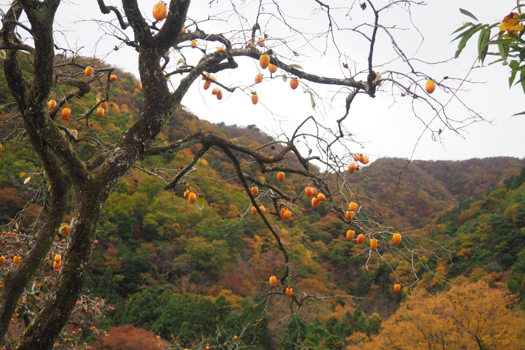 山里の秋