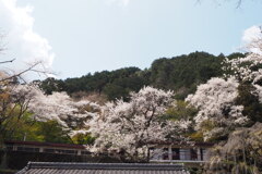 郷の桜②