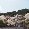 郷の桜②