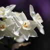 可憐な花
