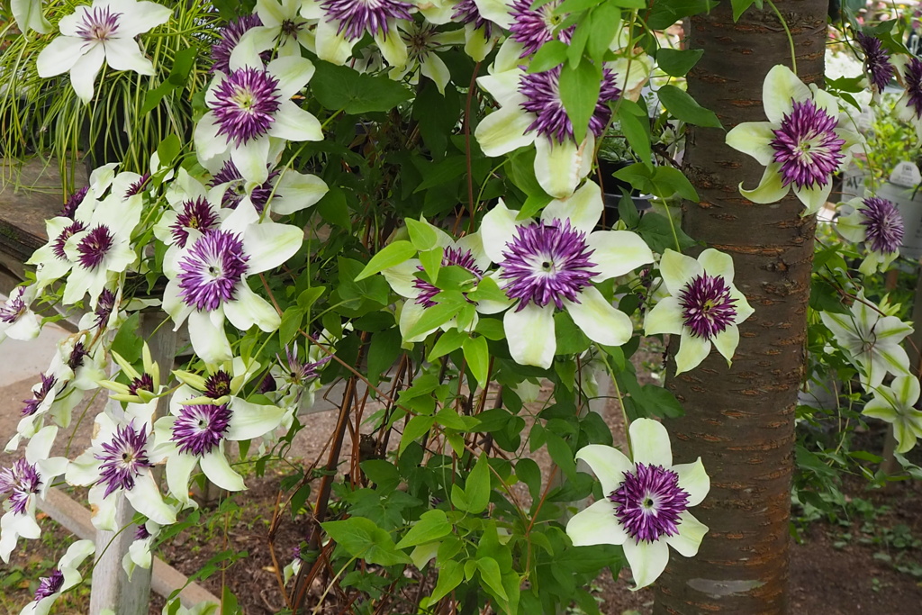 爽やか色の花
