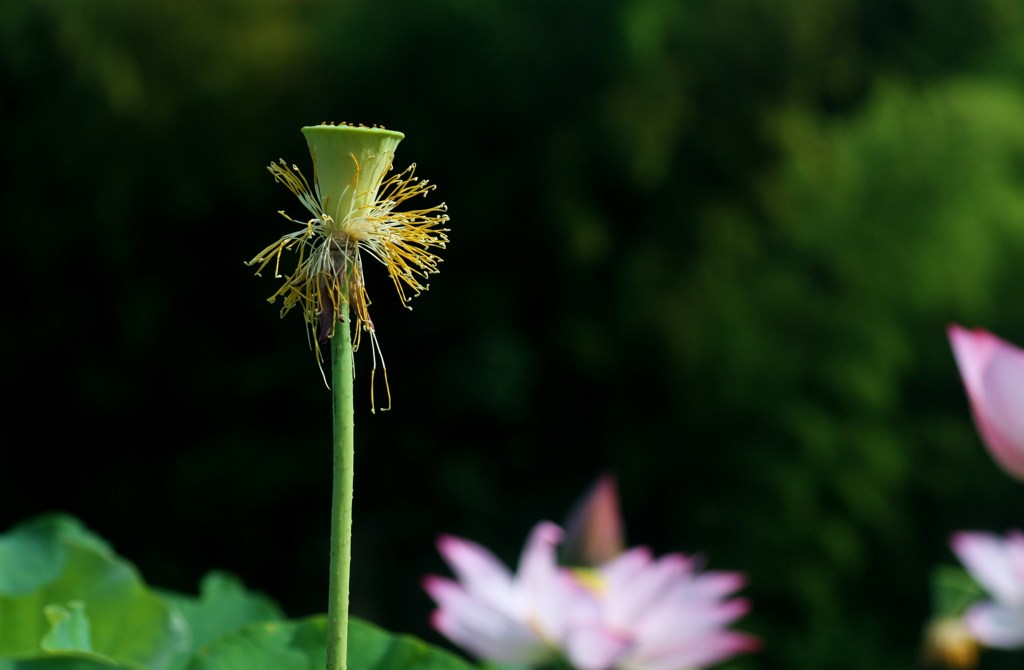 蓮 花散る By 楓花 Id 写真共有サイト Photohito