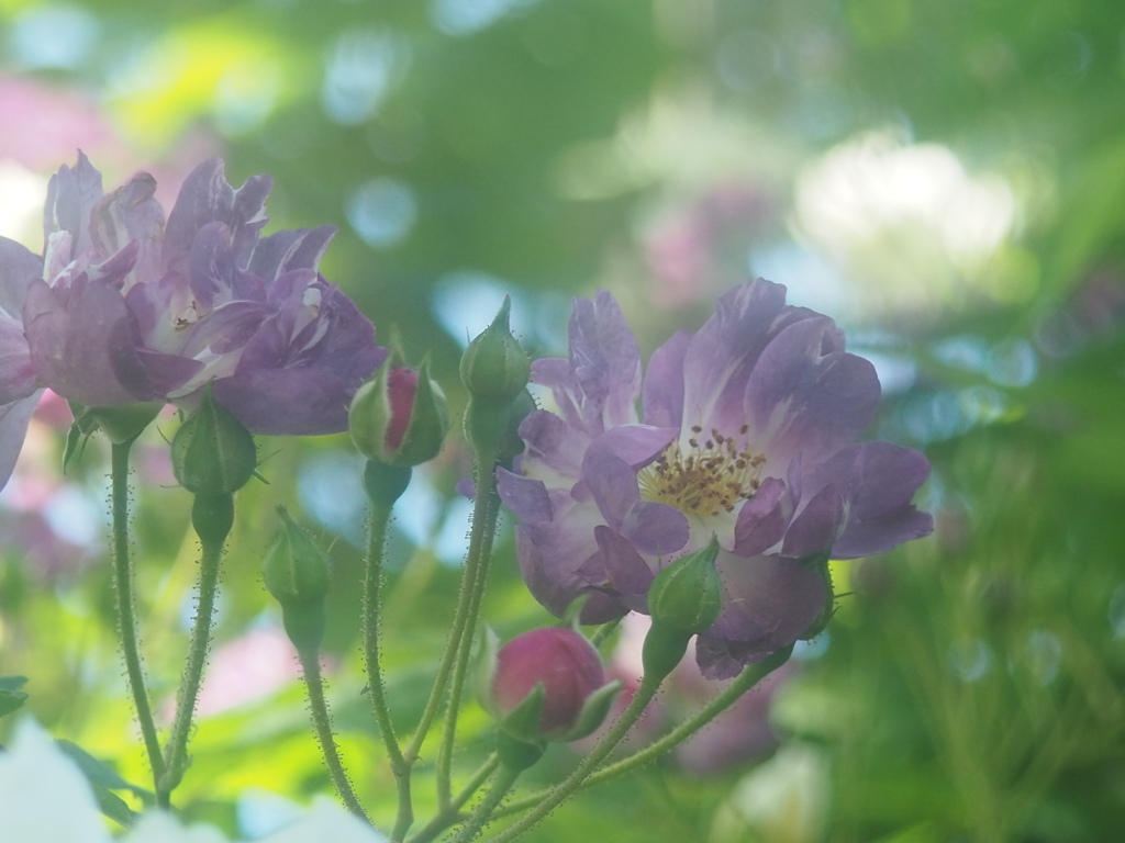 薔薇のほほ笑み
