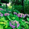 えっ、紫陽花が咲いてる！