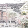 久々の雪
