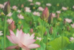 賑わう池