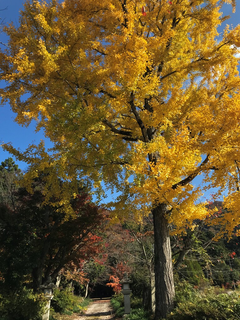 参道の銀杏