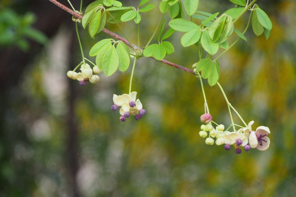 アケビの花　4月の花
