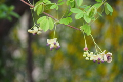 アケビの花　4月の花