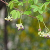 アケビの花　4月の花