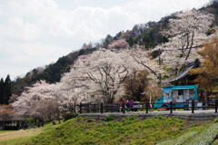 青いキッチンカーと桜