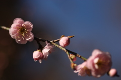 梅…桜色
