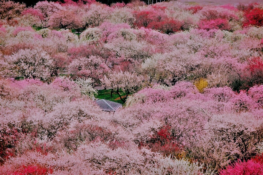 華やぐ梅林