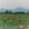 湖北の蓮