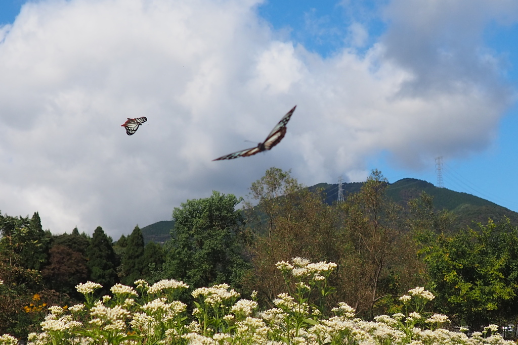 秋空に舞う