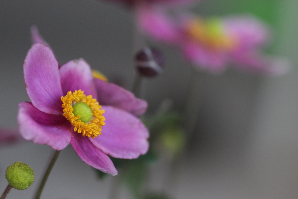 癒しの花