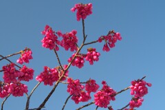 寒緋桜