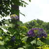 境内の紫陽花
