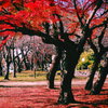 散紅葉