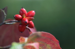 実も葉も…紅く！