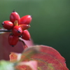 実も葉も…紅く！