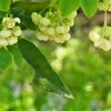 アケビの花