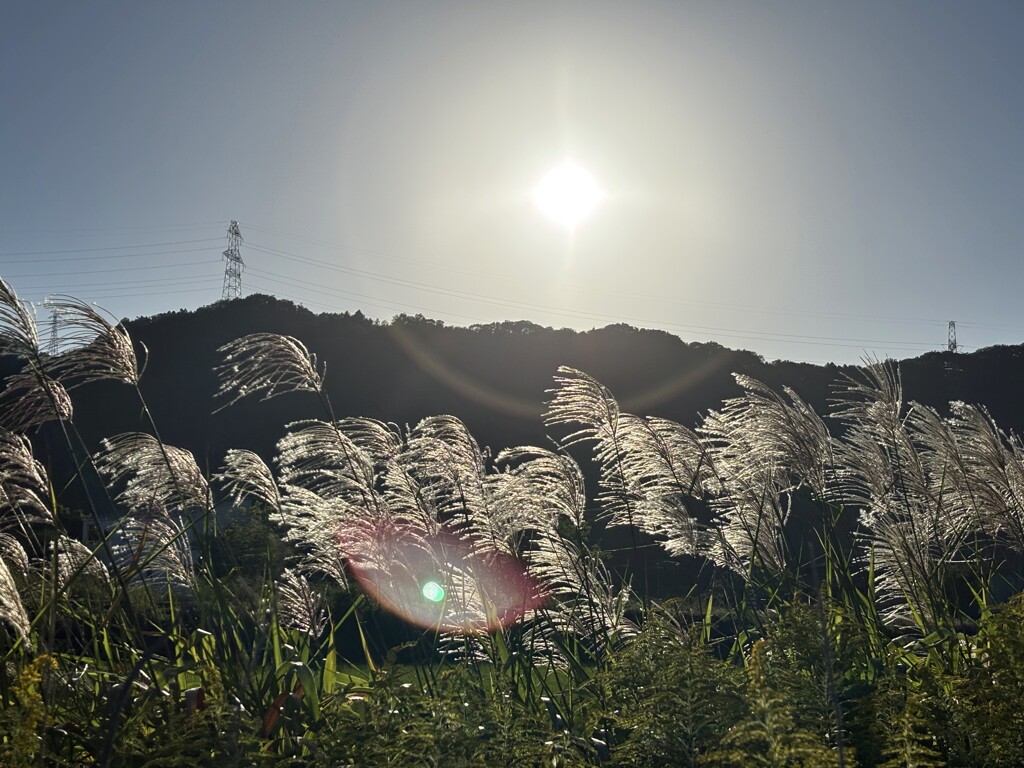 キラキラ芒