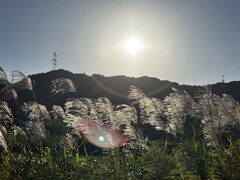 キラキラ芒