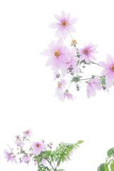 皇帝ダリア