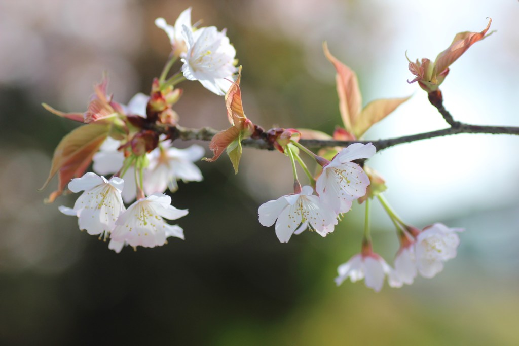 山桜