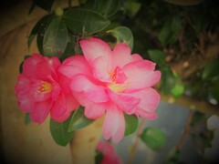 山茶花咲くころ