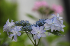 雨上がりの紫陽花