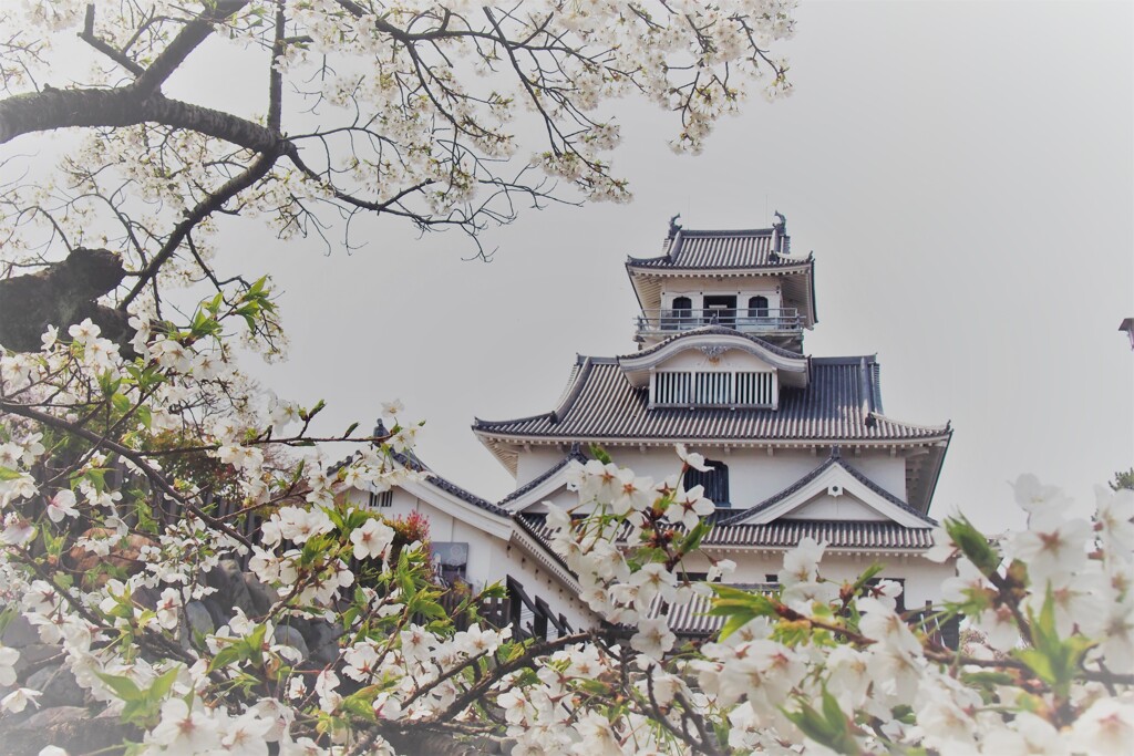 桜と長浜城