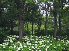 アナベルの森
