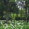 アナベルの森