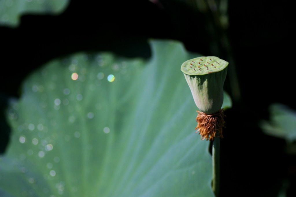 花は散っても…