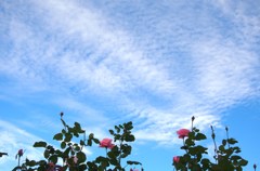 雲に憧れて