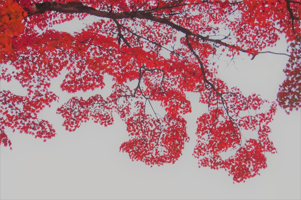 紅葉