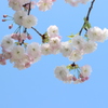 青空にピンク