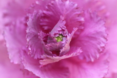 葉ボタンの蕾