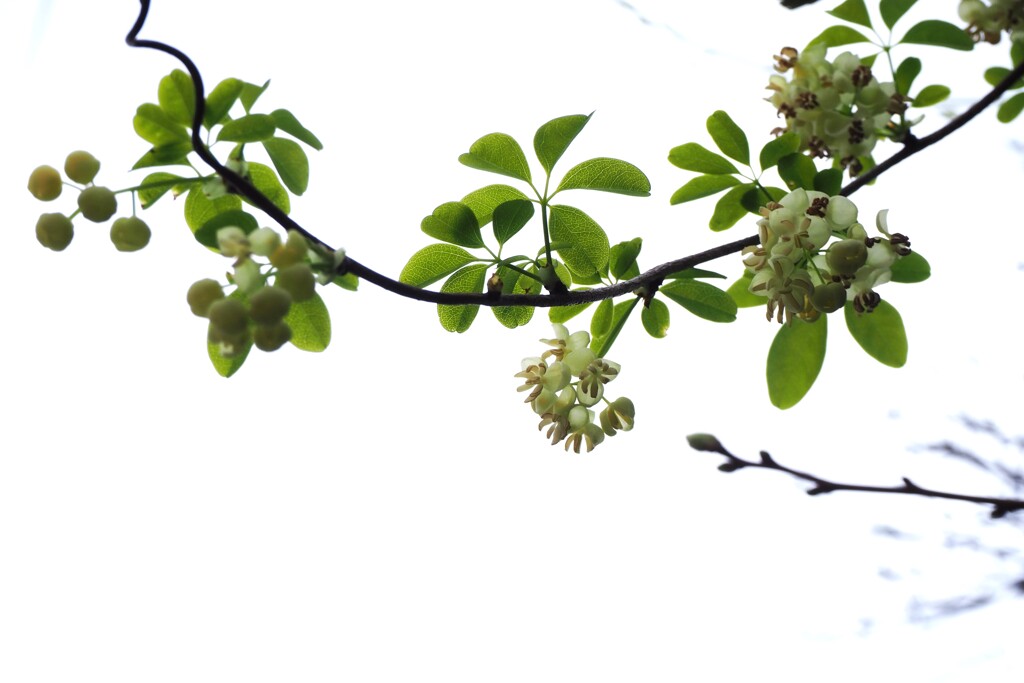 アケビの花