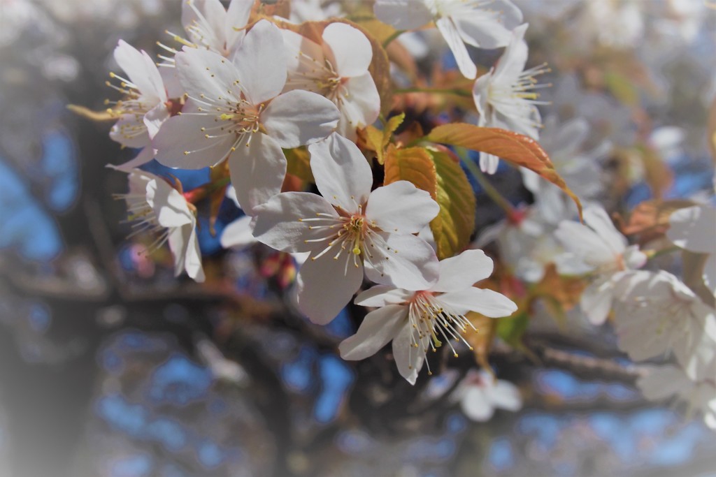 大島桜？