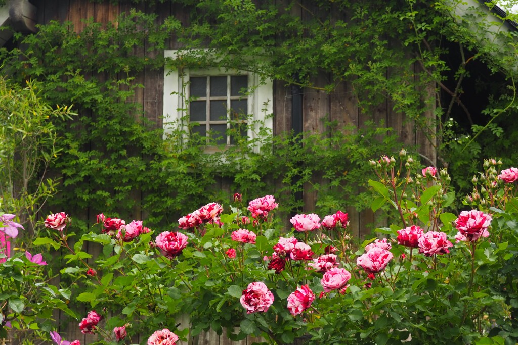 こんな薔薇はじめて！