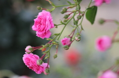 蔓薔薇も好き