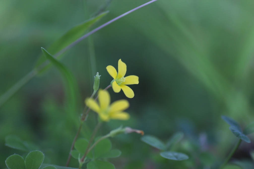 小さな花