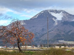 柿と伊吹山