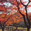紅葉の道