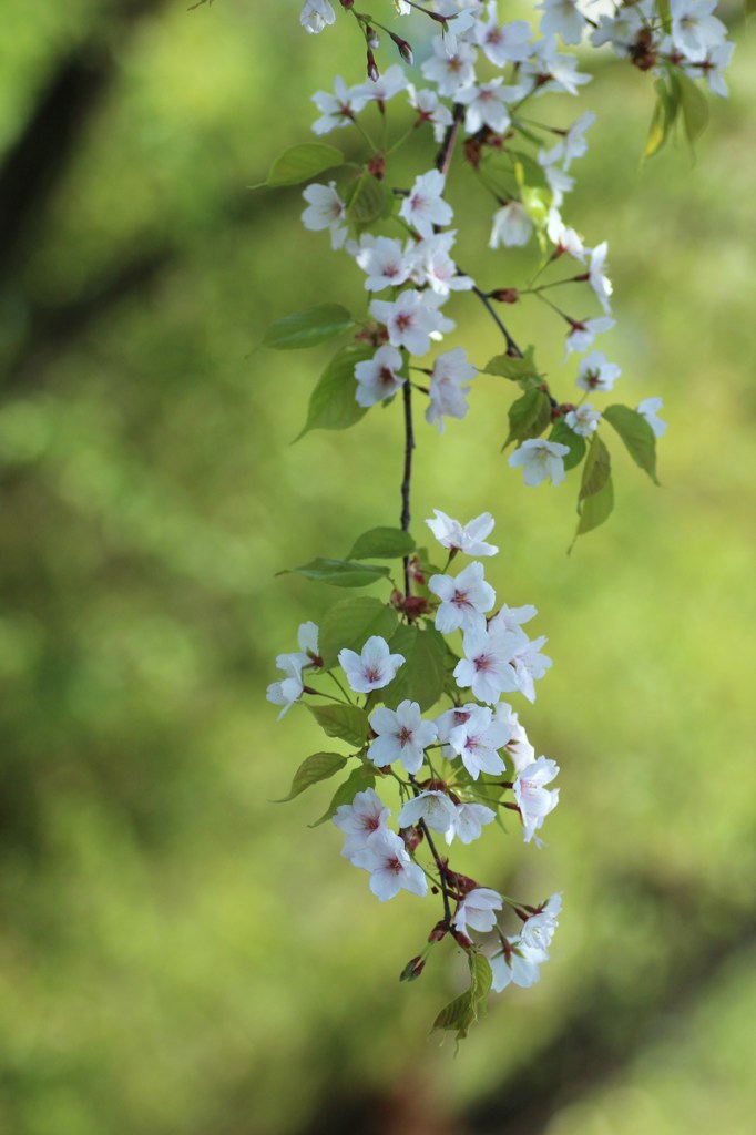 枝垂れ山桜