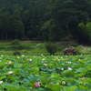 蓮の咲くころ